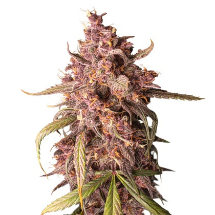 Purple Punch samonakvétací semena 3 ks Seedstockers