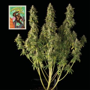 Gorilla Candy Auto Feminizovaná Semínka - 3