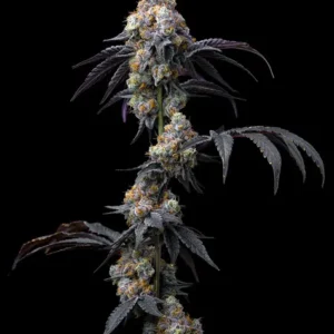 Rainbow Sherbet feminized seeds