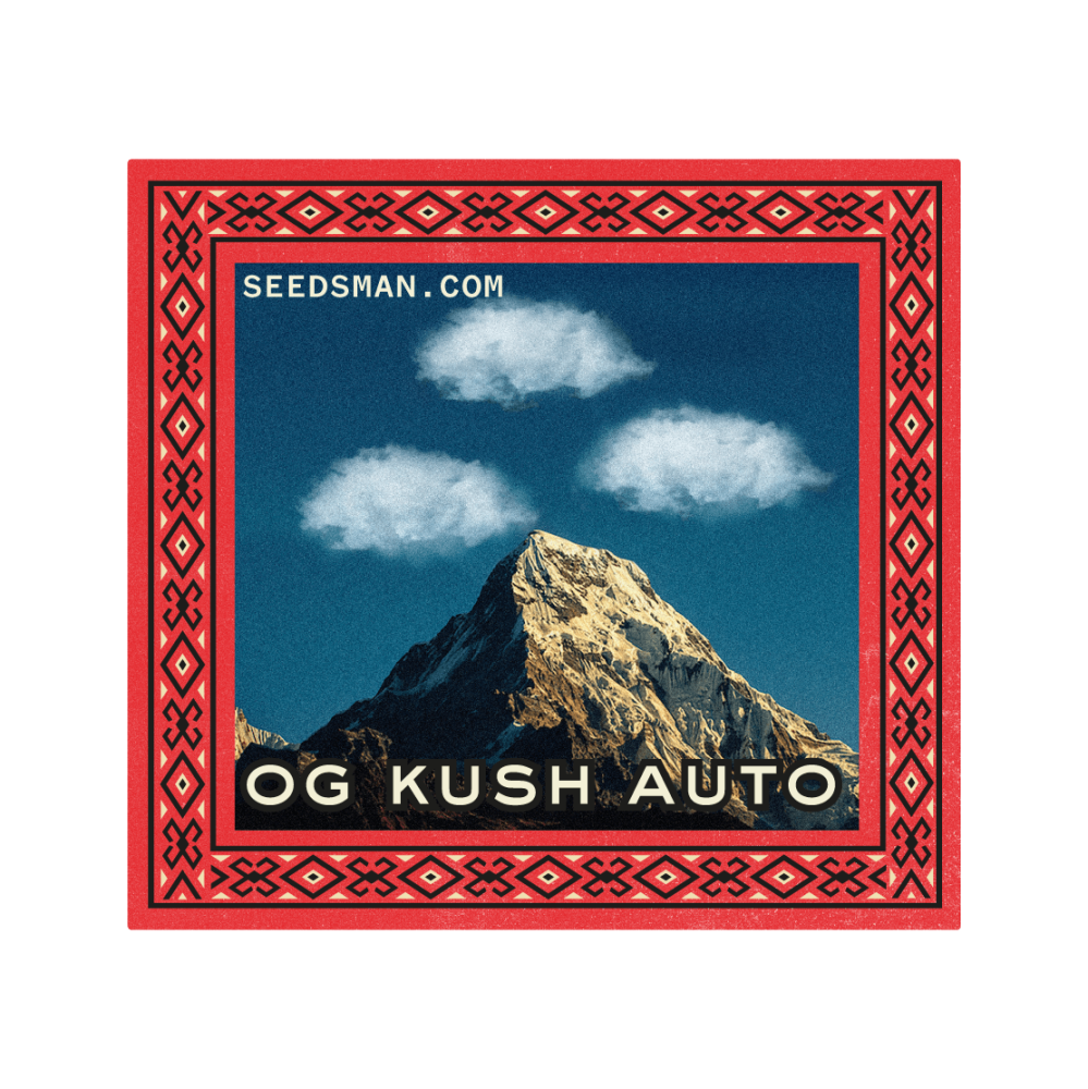 OG Kush Auto Feminizovaná Semínka - 3