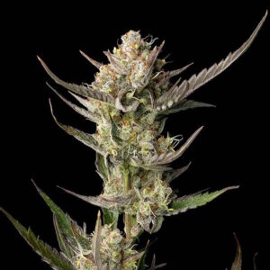 OG Kush Feminizovaná Semínka - 10