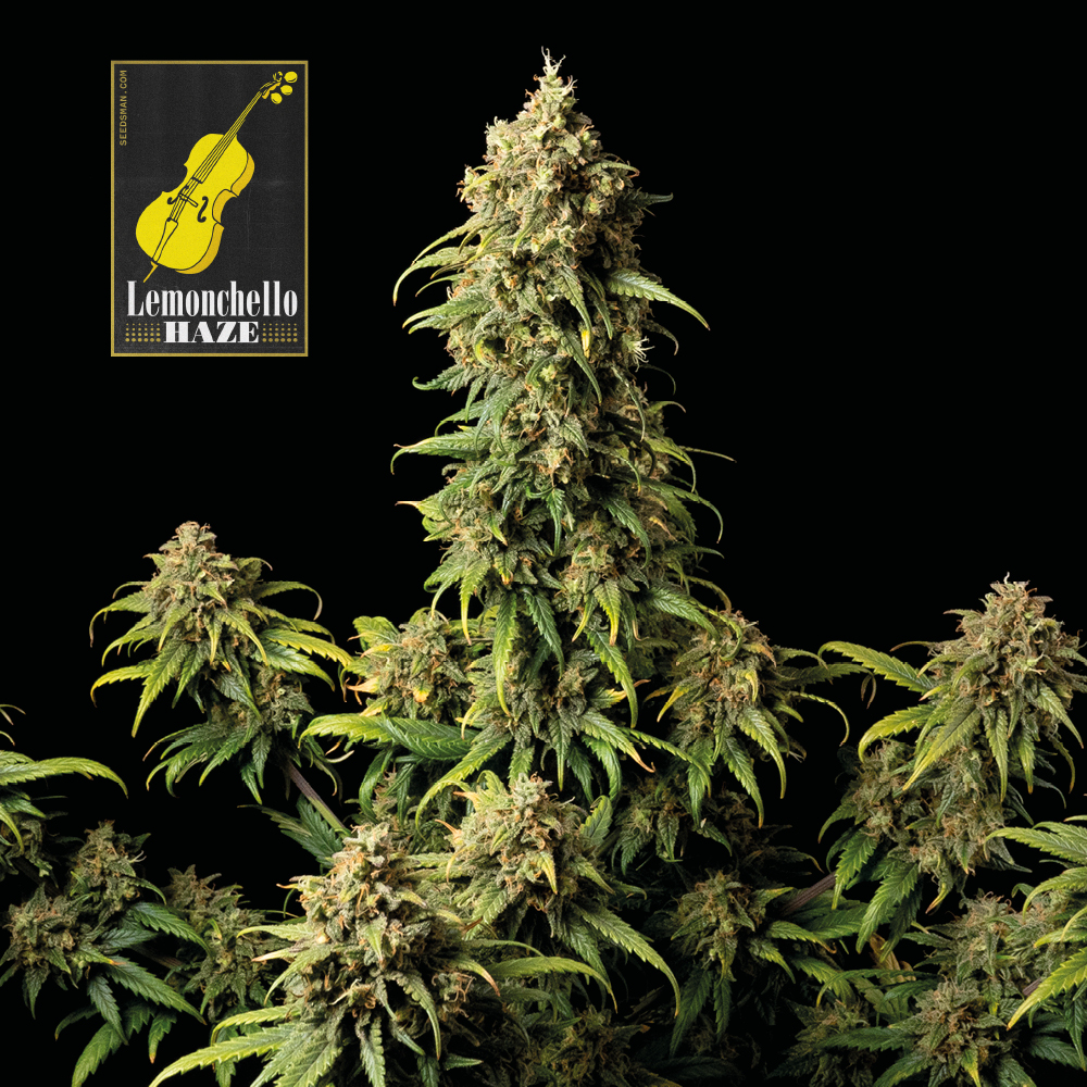 Lemonchello Haze Feminizovaná Semínka - 5