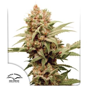 CBG-Force Auto Feminizovaná Semínka - 3