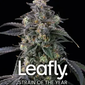 Super Boof Feminizovaná Semínka - 3