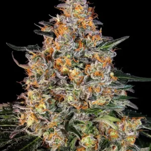 Bubba Kush Feminizovaná Semínka - 5