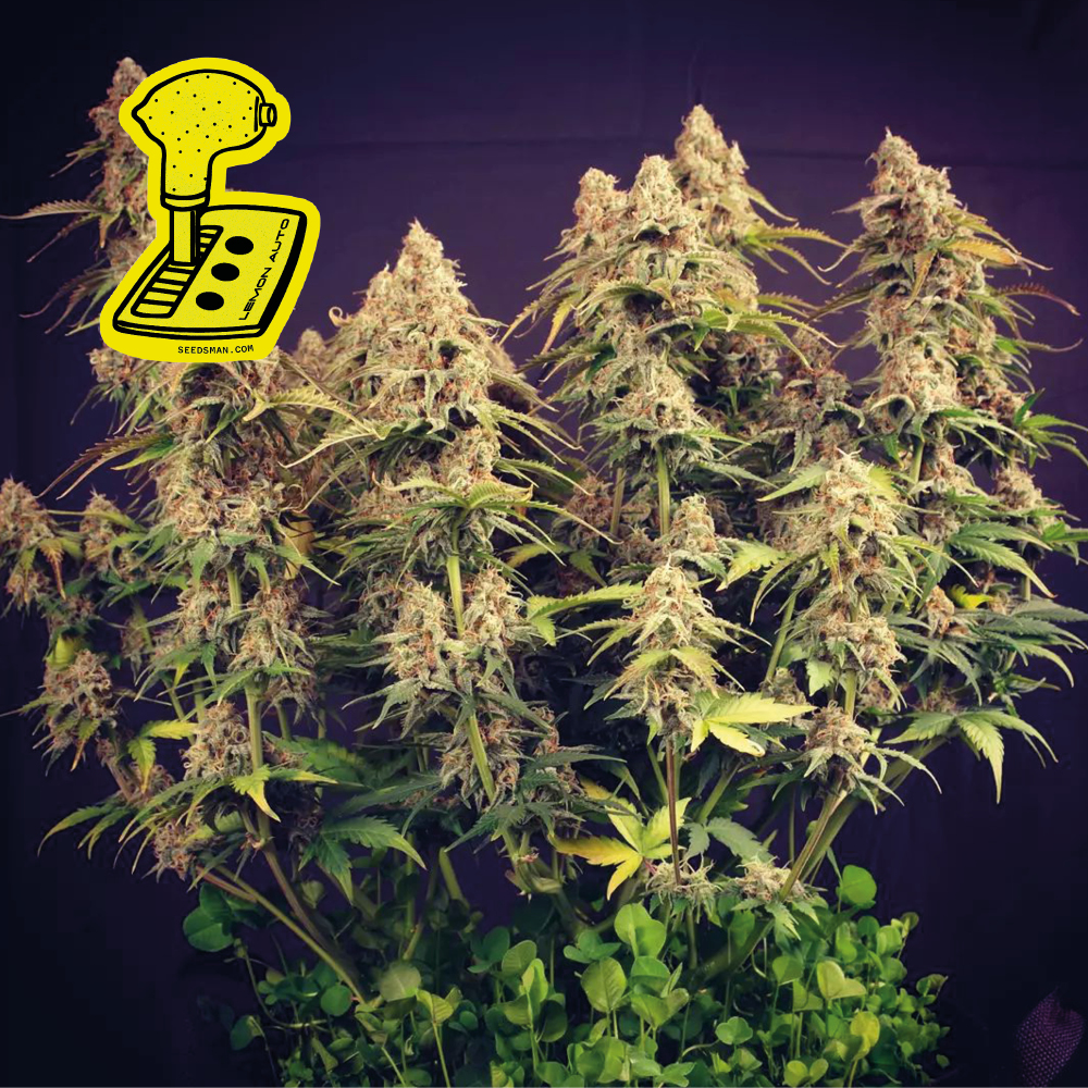 Lemon Auto Feminizovaná semínka - 3