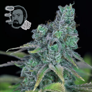 Jack Herer Fast Feminizovaná Semínka - 5