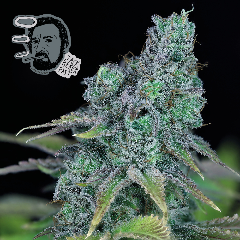 Jack Herer Fast Feminizovaná Semínka - 5