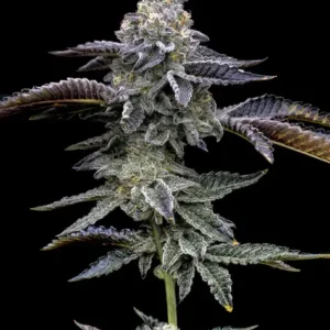 Blue Dream Feminizovaná Semínka