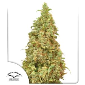 THC-Victory Feminizovaná Semínka - 5