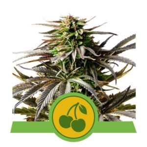 Cherry Pie Auto Feminizovaná Semínka - 5