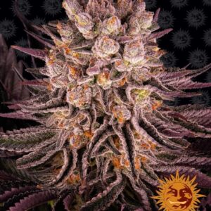 Mimosa x Orange Punch Feminizovaná Semínka - 1