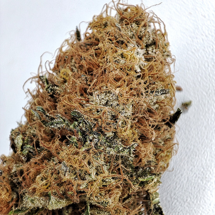 Buddha Wedding Cheesecake, 10 ks, Buddha Seeds