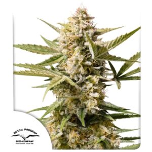 Cinderella Jack Auto Feminizovaná Semínka - 3