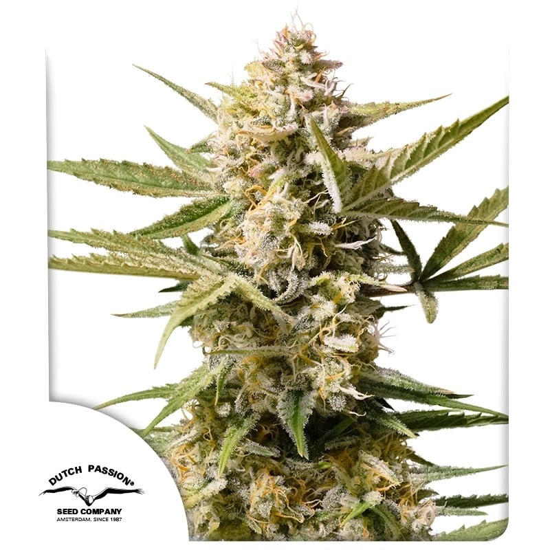 Cinderella Jack Auto Feminizovaná Semínka - 3