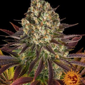 Biscotti - feminizovaná semena, 3 ks, Barneys Farm