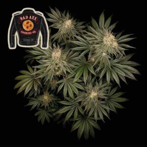Badazz Cookies OG Feminizovaná Semínka - 10
