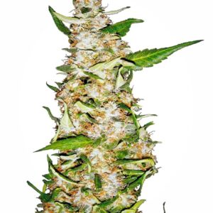 Skunk #1 Auto Feminizovaná Semínka - 5