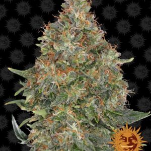 Pineapple Express Auto Feminizovaná Semínka - 1