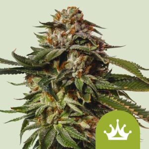 Special Queen 1 Auto Feminizovaná Semínka - 3