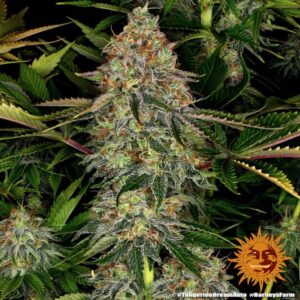 Tangerine Dream Auto Feminizovaná Semínka - 10