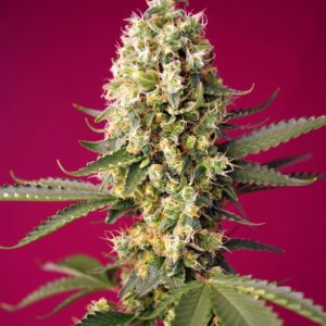 Skywalker OG Runtz XL Auto Feminizovaná Semínka - 3