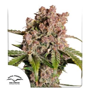 Strawberry Soda Auto Feminizovaná Semínka - 7