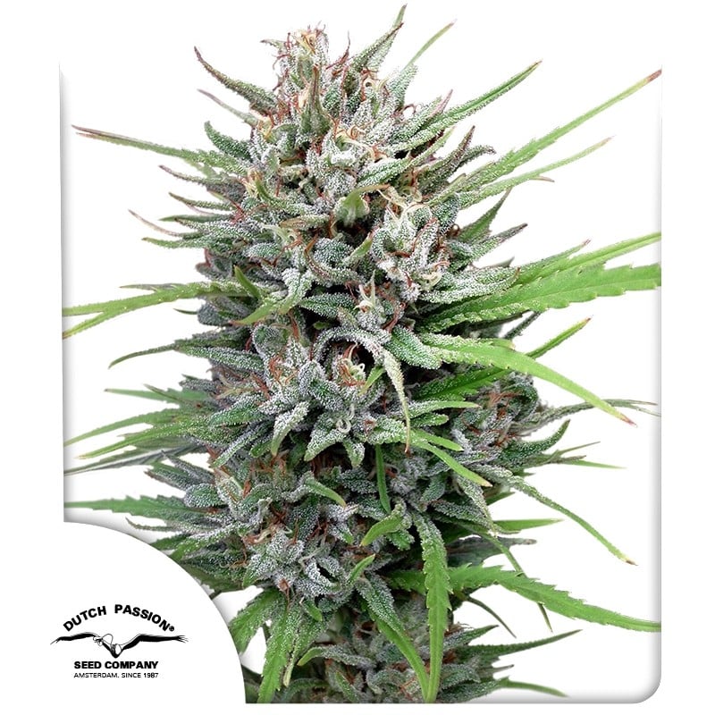 Passion #1 Feminizovaná Semínka - 3