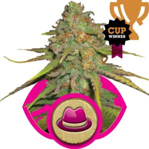 O.G. Kush Feminizovaná Semínka - 3
