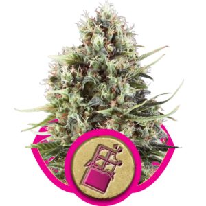Chocolate Haze Feminizovaná Semínka - 5