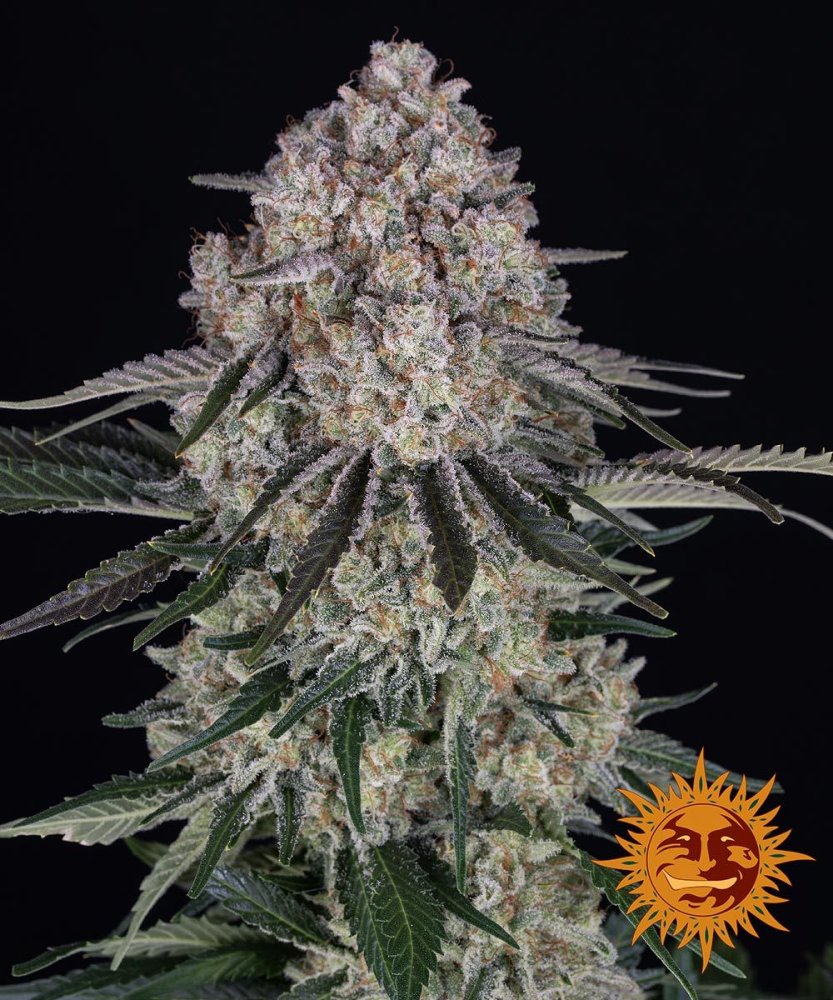 Sour Diesel Auto - samonakvétací semena, 3 ks, Barneys Farm