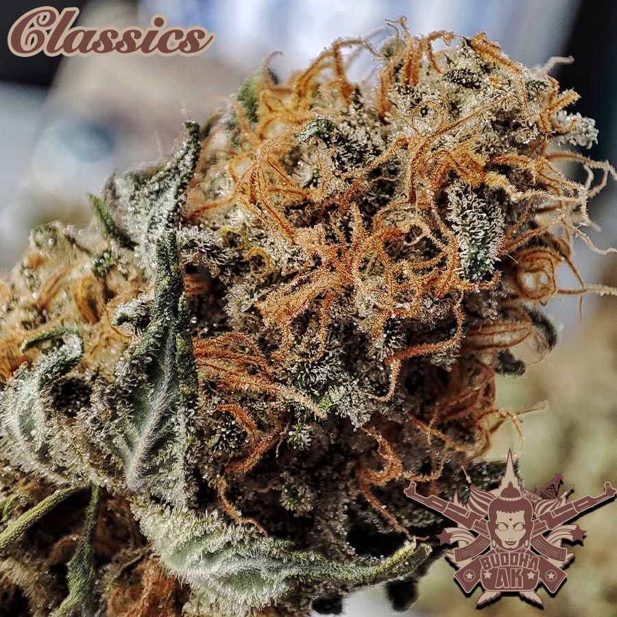 Buddha AK, 3 ks, Buddha Seeds