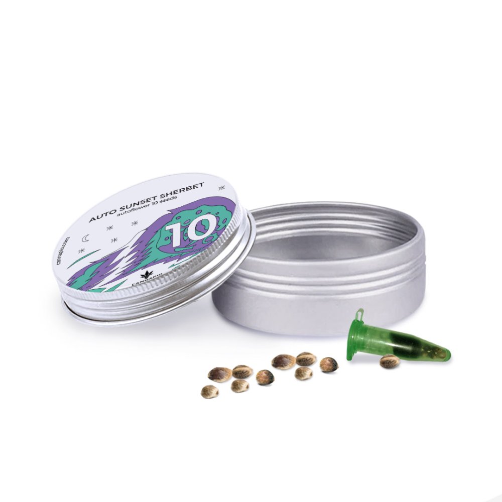 Auto Sunset Sherbet - autoflowering semena 10 ks Cannapio