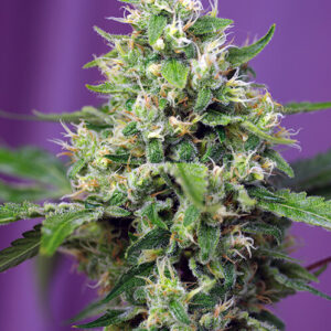 Sweet Amnesia Haze XL Auto Feminizovaná Semínka - 5