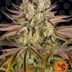 Pineapple Express Feminizovaná Semínka - 1
