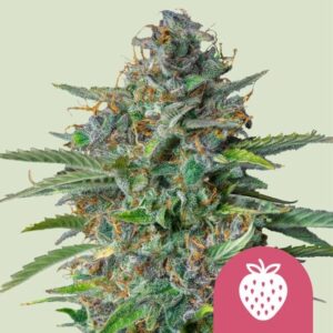 Strawberry Cough Feminizovaná Semínka - 3
