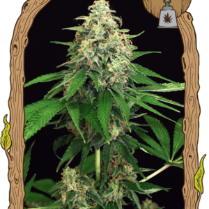 Mango Cream - feminizovaná semena, 3 ks, Exotic Seed