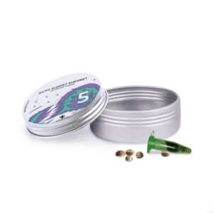 Auto Sunset Sherbet - autoflowering semena 5 ks Cannapio