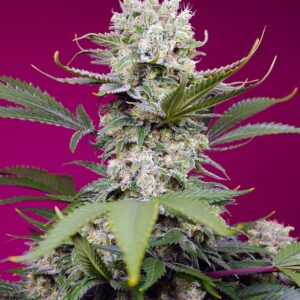 Sweet Mandarine Zkittlez XL Auto Feminizovaná Semínka - 3