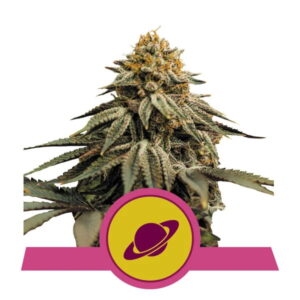 Royal Skywalker Feminizovaná Semínka - 5
