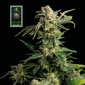 White Widow Feminizovaná Semínka - 50