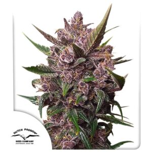 Blackberry Kush Auto Feminizovaná Semínka - 7