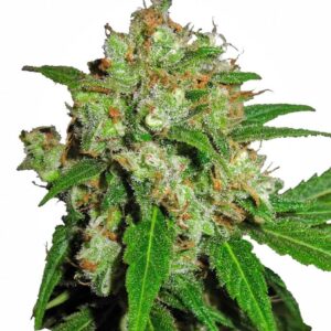 Sensi Skunk Feminizovaná Semínka - 5