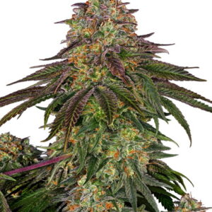 Sweet Cherry Kush Feminizovaná Semínka - 5