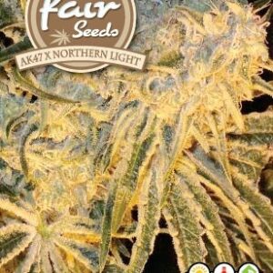 AK47 x Northern Light - 10 feminizovaných semen Fair Seeds