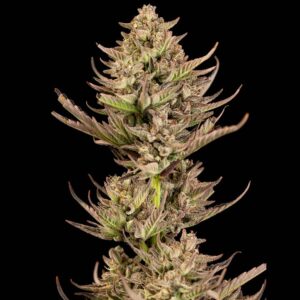 Purple Punch F1 Fast Feminizovaná Semínka - 10