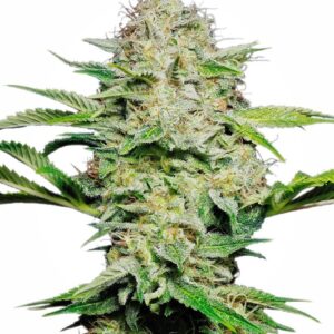 Sensi Skunk Auto Feminizovaná Semínka - 5
