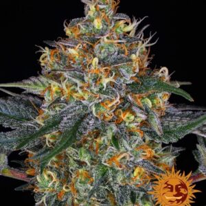Moby Dick Auto Feminizovaná Semínka - 1