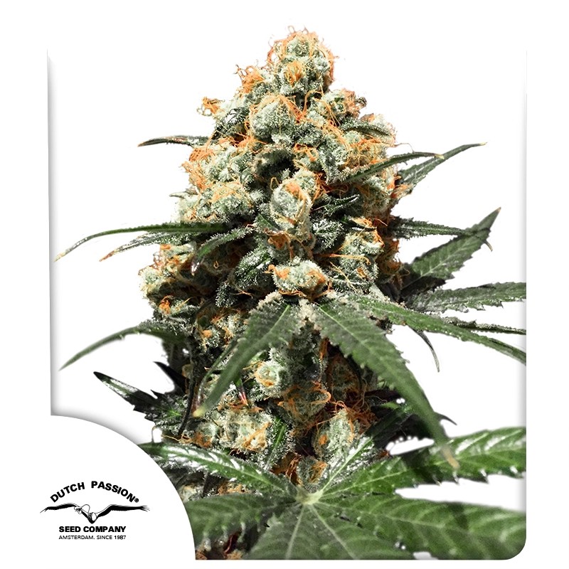 Orange Hill Special Feminizovaná Semínka - 3