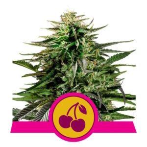 Cherry Pie Feminizovaná Semínka - 5